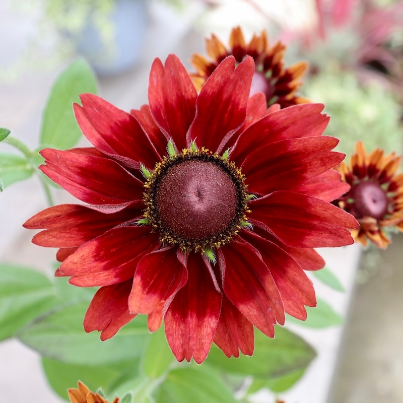 画像の現品!!希少苗☆ルドベキア・チェリーブランデー☆No.11(3.5号ポット)