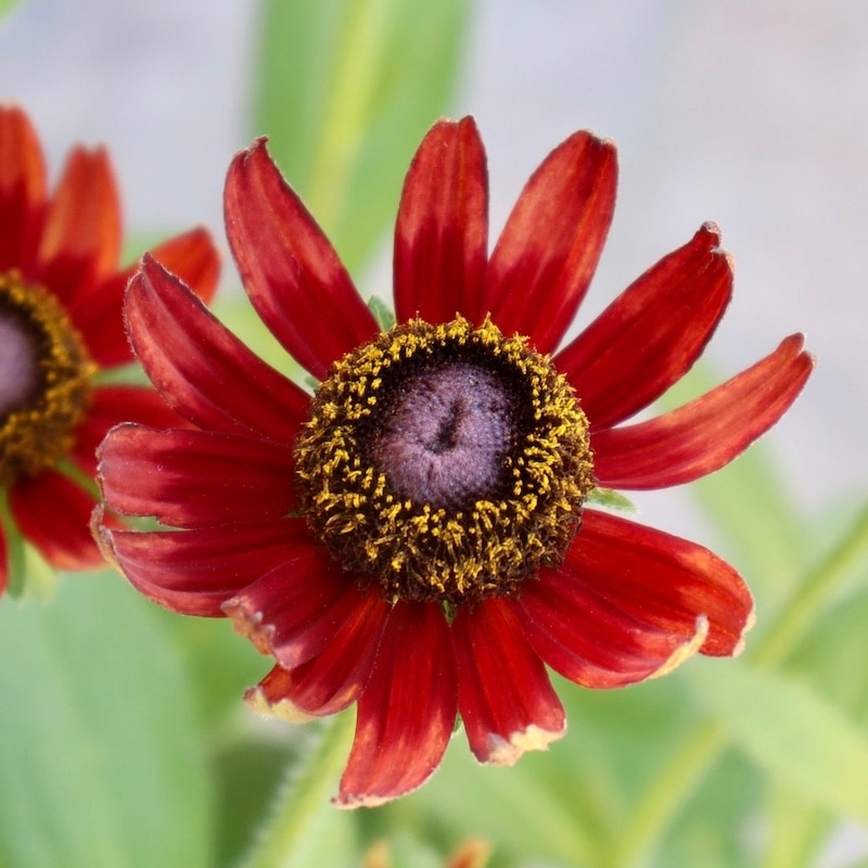 画像の現品!!希少苗☆ルドベキア・チェリーブランデー☆No.12(3.5号ポット)