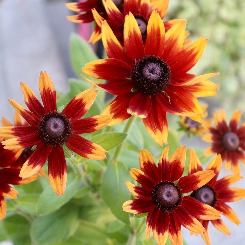 画像の現品!!希少苗☆ルドベキア・チェリーブランデー☆No.13(3.5号ポット)