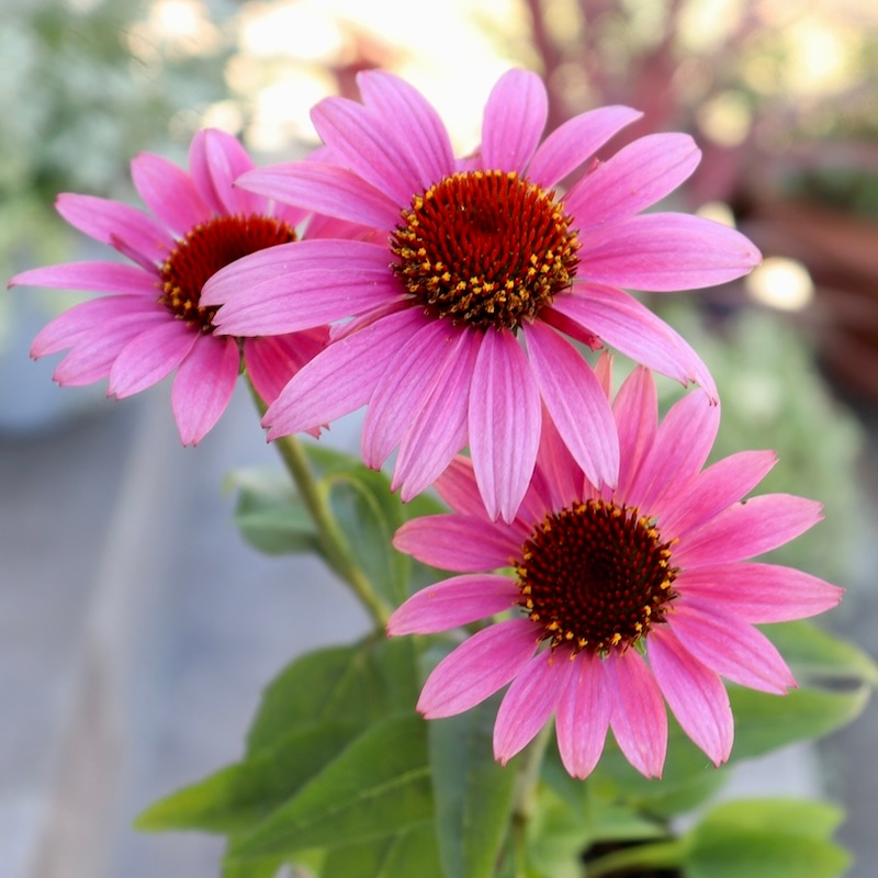 夏から秋咲き多年草☆エキナセア・プレーリースプレンダー「ローズ