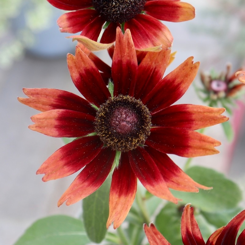 レッドベリー プラグ苗 2個 画像の現品!!希少苗☆ルドベキア・チェリーブランデー☆No.14(3.5号ポット)