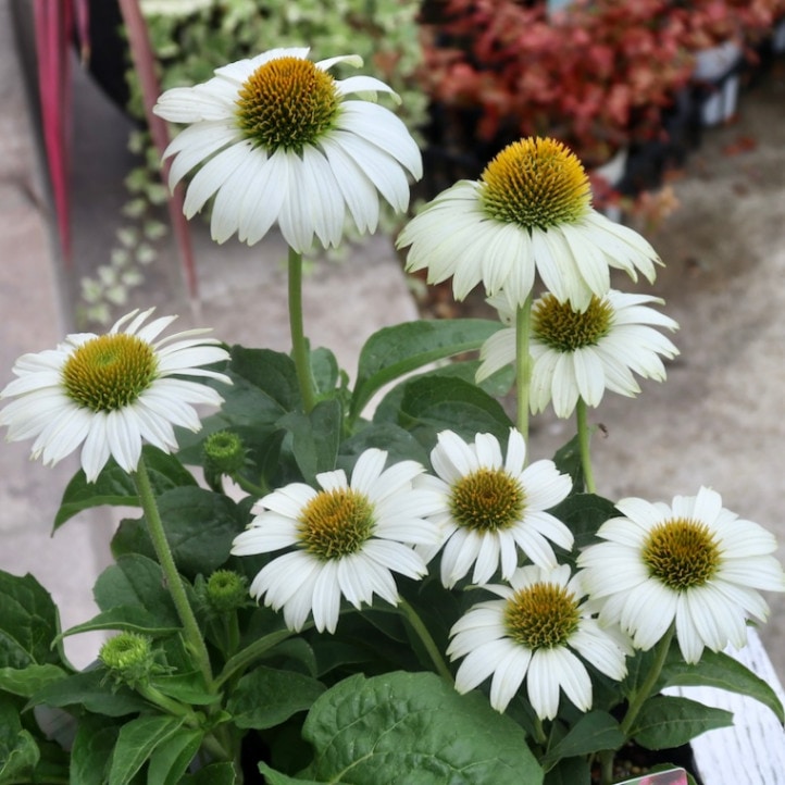 40㎝ White ♫お庭のアクセントに〜♫ 40㎝ White ♫お庭のアクセントに〜♫