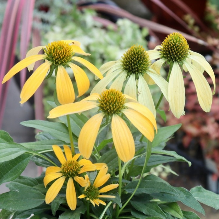 画像の現品1点限り☆夏から秋咲き多年草☆エキナセア☆40番(3.5号ロングポット)