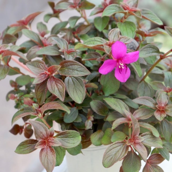 カラーリーフとしてもオススメの宿根草♪枝垂れノボタン(2.5号ロングポット)