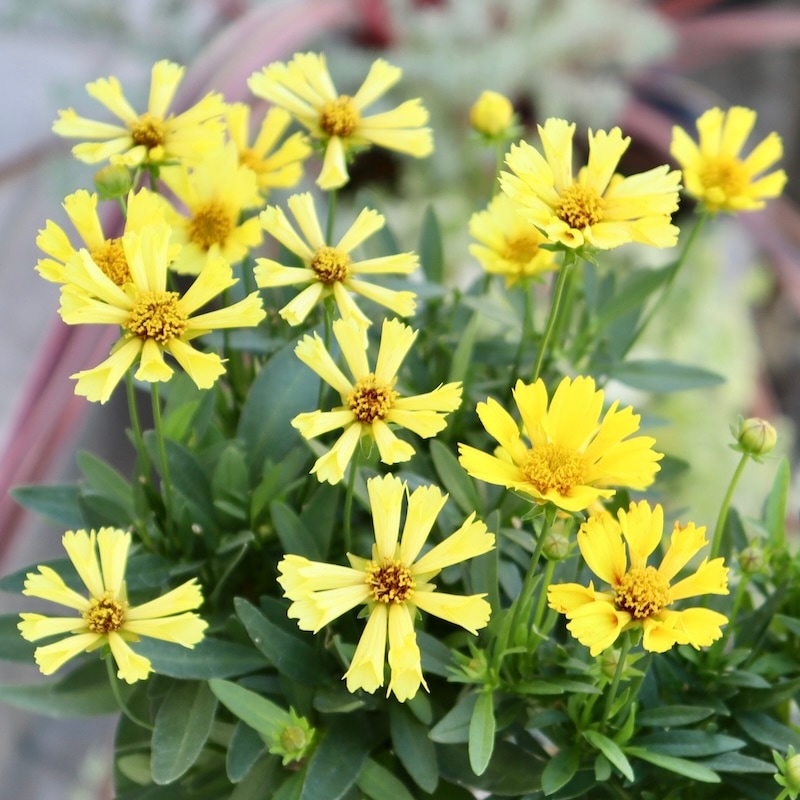 画像の現品限り☆コレオプシス・ソランナ「サンセットバースト」A (3号ロングポット)