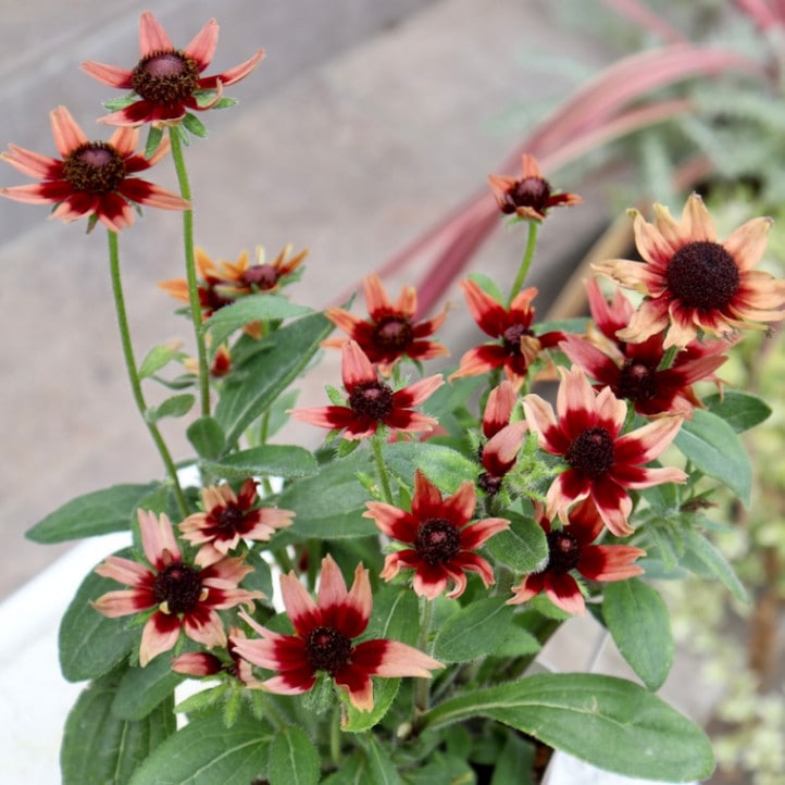 ラスト☆画像の現品!!希少苗☆ルドベキア・チェリーブランデー☆No.16(3.5号ポット)