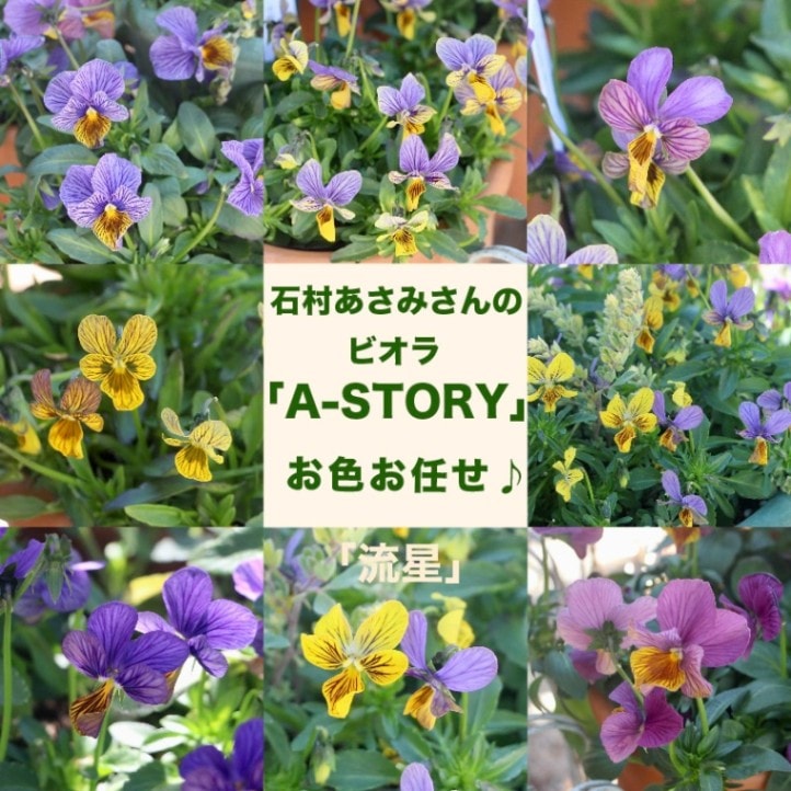 石村あさみさん育種ビオラ「A-STORY・流星」お任せ♪<色指定不可>