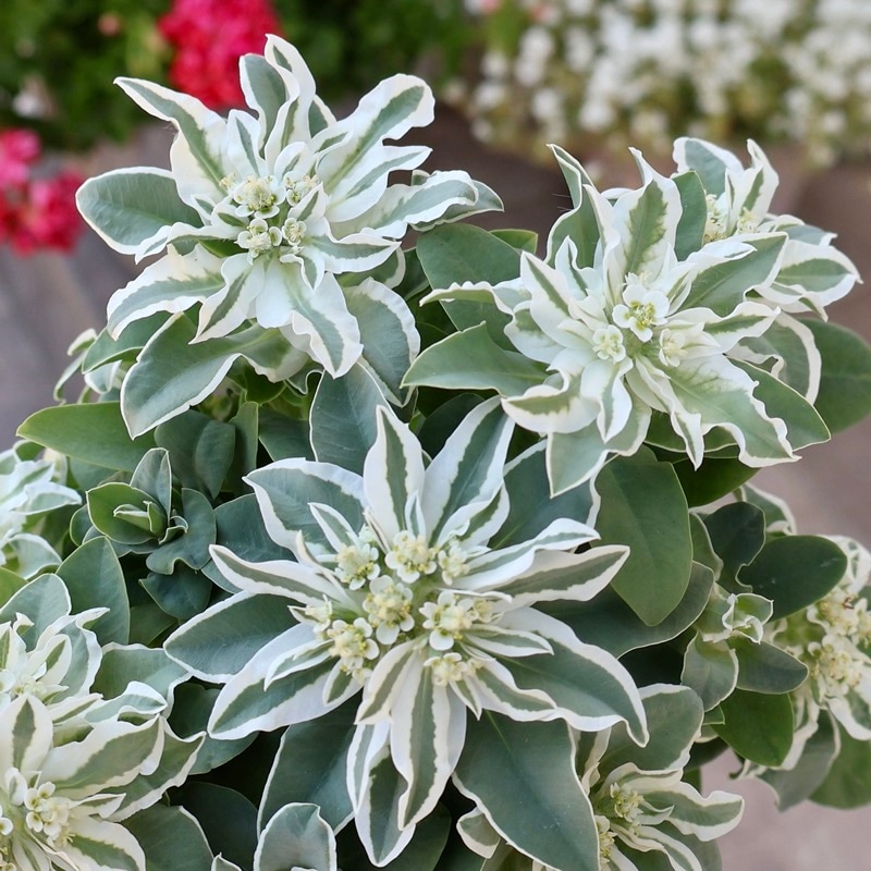 植物（花苗・植物）をホワイト系の色から選ぶ｜ネット通販ショップ～風