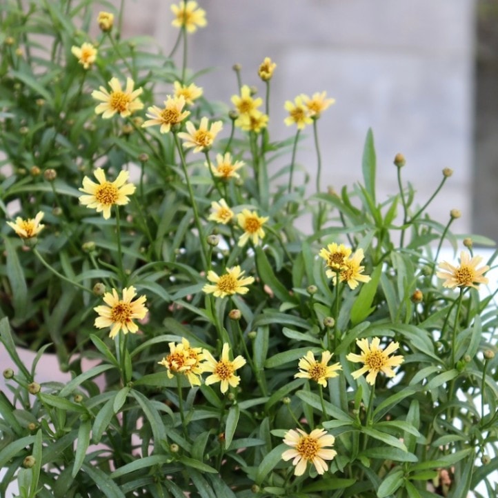 お手頃価格で♪コレオプシス・ガーネットオレンジ