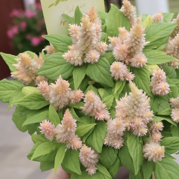 可愛い♪多粒蒔きのキュートなセロシア・きもの「ライトサーモン」(4番)