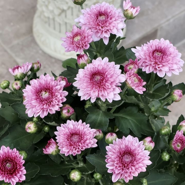 ポットマム・ダンテ「ダーク」(3.5号ポット)