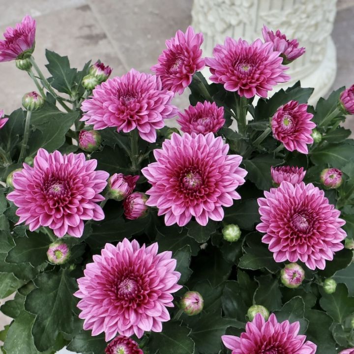 ポットマム・ダンテ「パープル」(3.5号ポット)