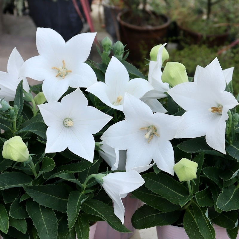 ラスト☆オススメの宿根草♪キキョウ・ポップスター「ホワイト」