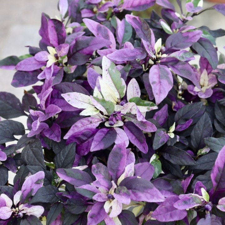 観賞用トウガラシ「ミモトウガラシ」5番