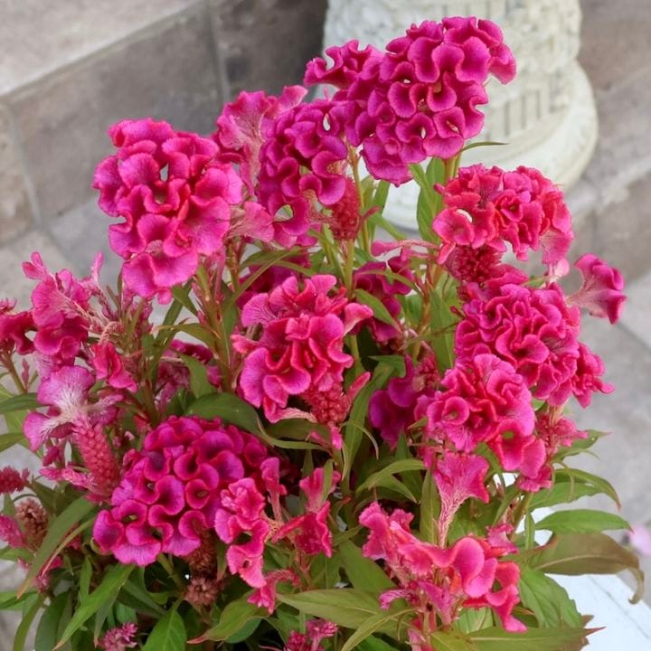 セロシア・ホットトピック「ピンク(2)」byハクサンコレクション