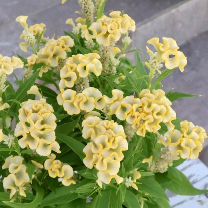 セロシア・ホットトピック「イエロー2」byハクサンコレクション