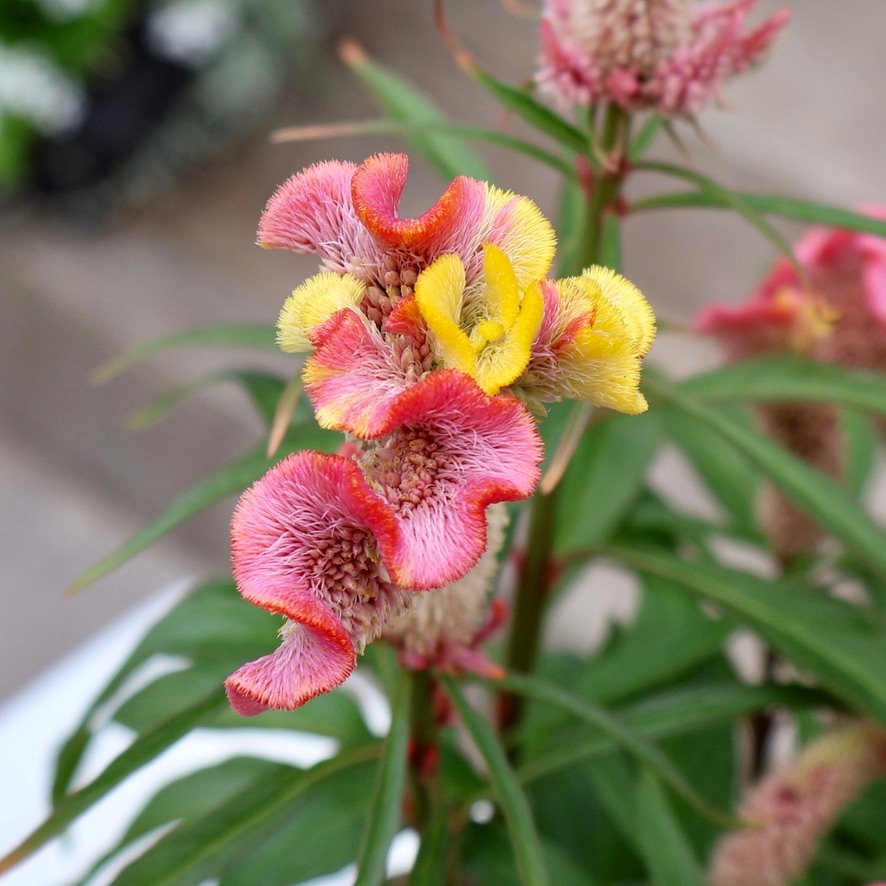 植物（花苗・鉢物）を品名から選ぶ｜ネット通販ショップ～風散歩～