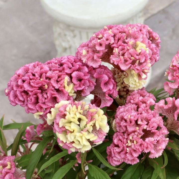 セロシア・ホットトピック「リーフ1」byハクサンコレクション