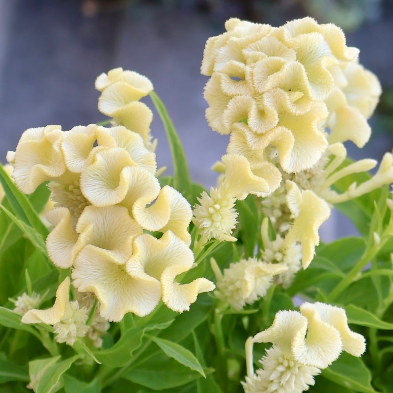 セロシア・ホットトピック「イエロー1」byハクサンコレクション