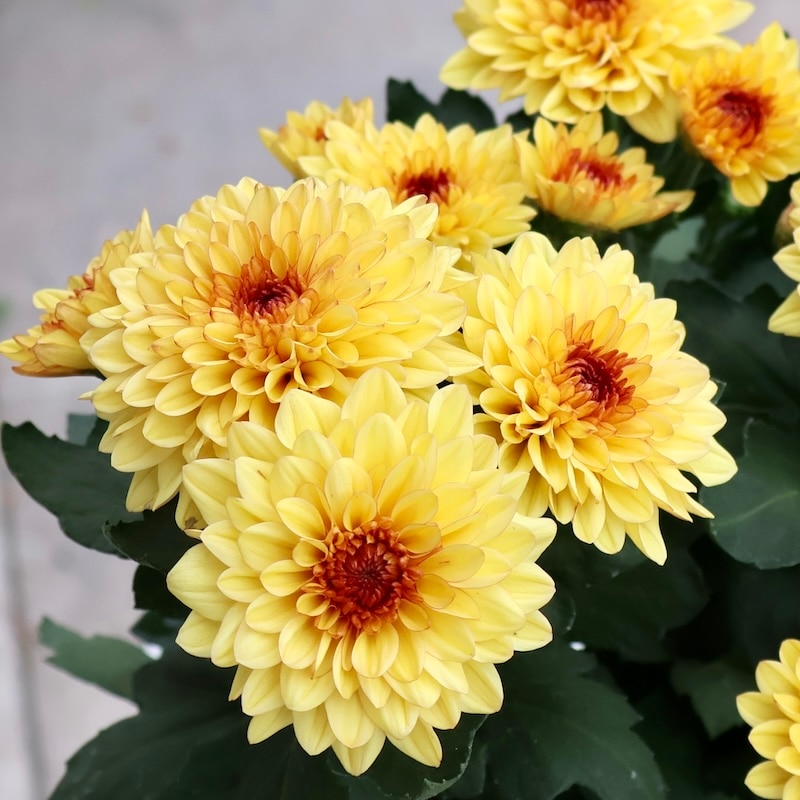 ポットマム・ダンテ「イエロー」(3.5号ポット)