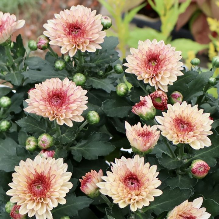 ポットマム・ダンテ「サーモン」(3.5号ポット)