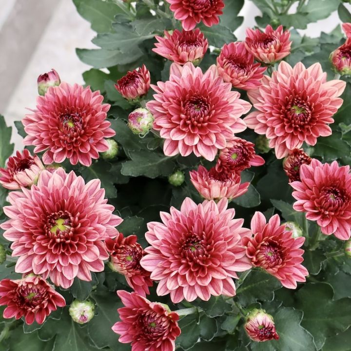 ポットマム・ダンテ「レッド」(3.5号ポット)