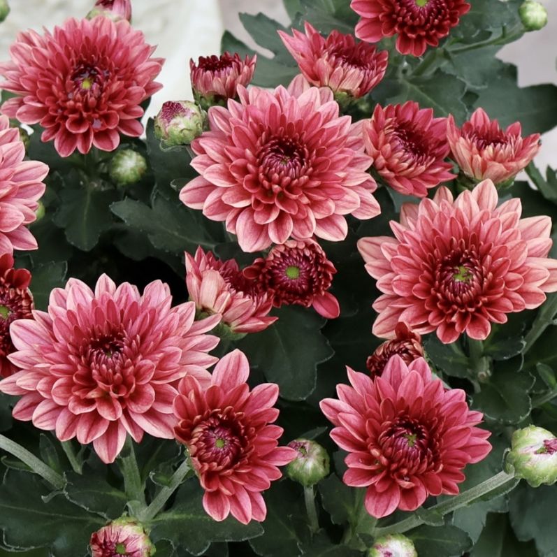 《10/4動画あり》間もなく開花の蕾株入荷♪ポットマム・ダンテ「レッド」(3.5号ポット)