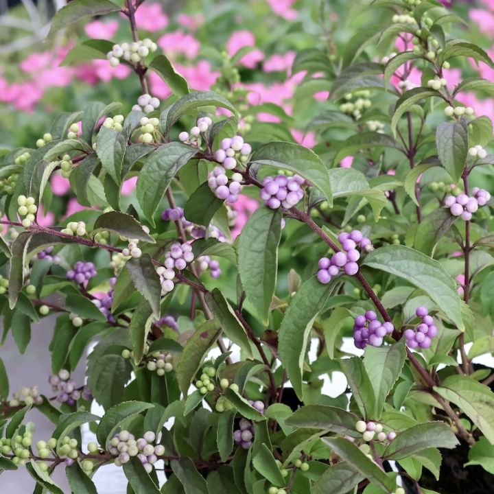 秋の寄せ植えに♪充実の実つき苗☆ムラサキシキブ