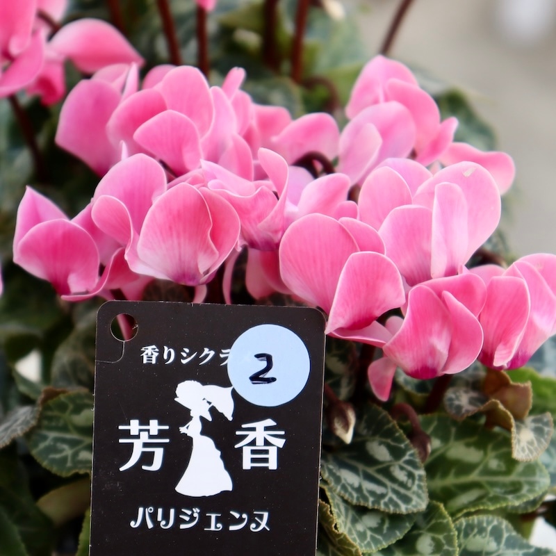 芳香漂う♪香りシクラメン「パリジェンヌ」2番