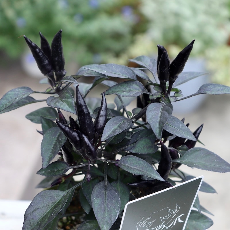 ゲブラさんの観賞用トウガラシ「悪魔の爪」