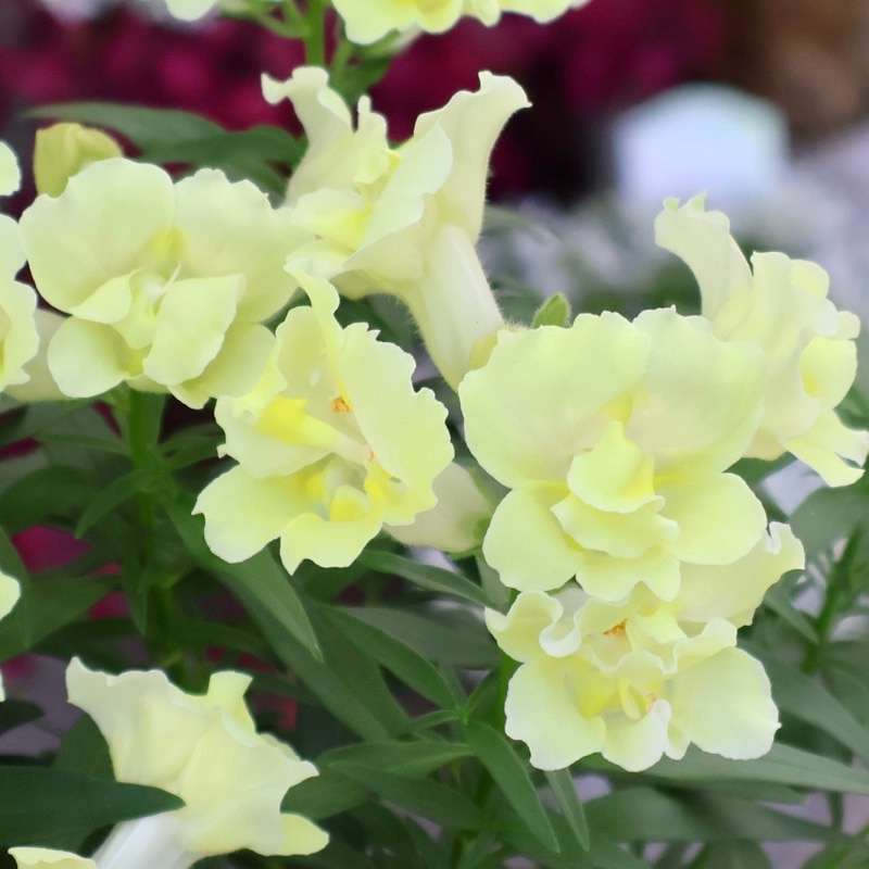 超良株揃い♪八重咲きキンギョソウ・トゥイニー「レモン」