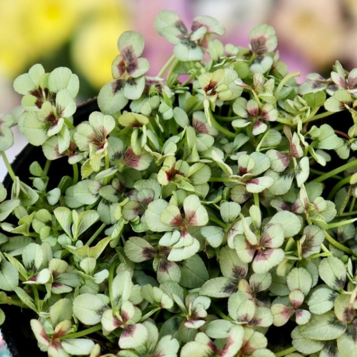 多葉タイプ♪みもと園芸クローバー☆天使のドレス「ロマンス」