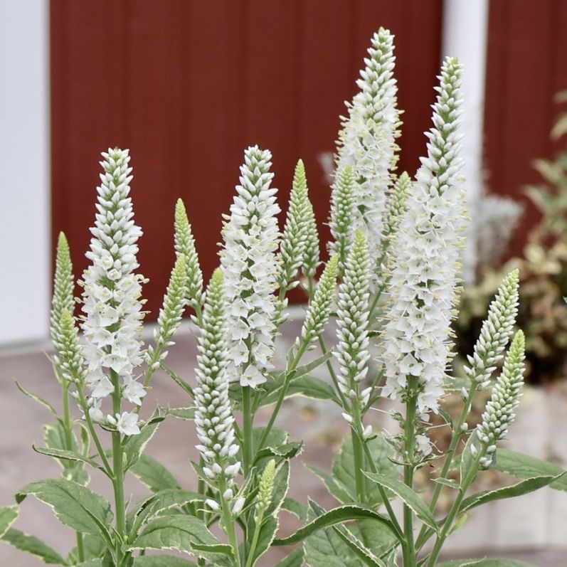 新入荷商品の植物｜リアルタイムの在庫｜ネット通販ショップ～風散歩～