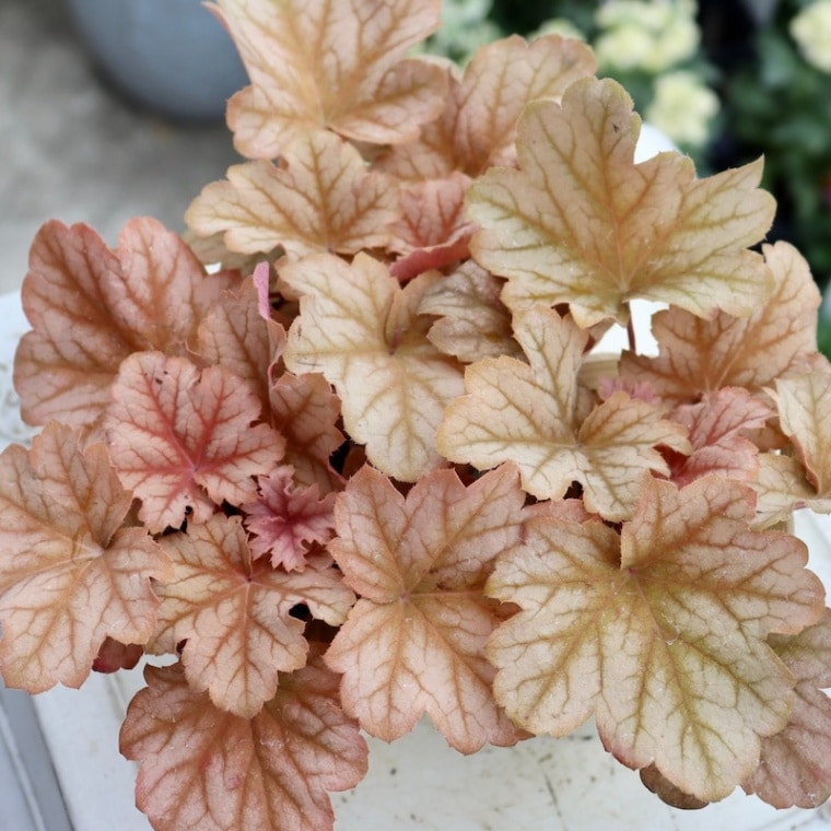 ハルディンのヒューケラ「トパーズジャズ」(3号ロングポット)