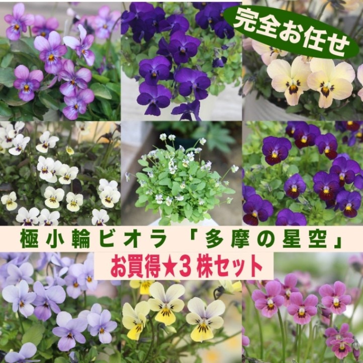 色を選べないからお買得★お任せ3株セット♪秋田さん育種極小輪ビオラ「多摩の星空」【色選択不可】