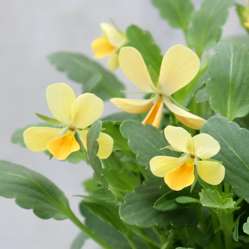 2024年NEW☆フラワーハーツさんの小輪ビオラ・ビオレッタ「サニーサンライズ」1番