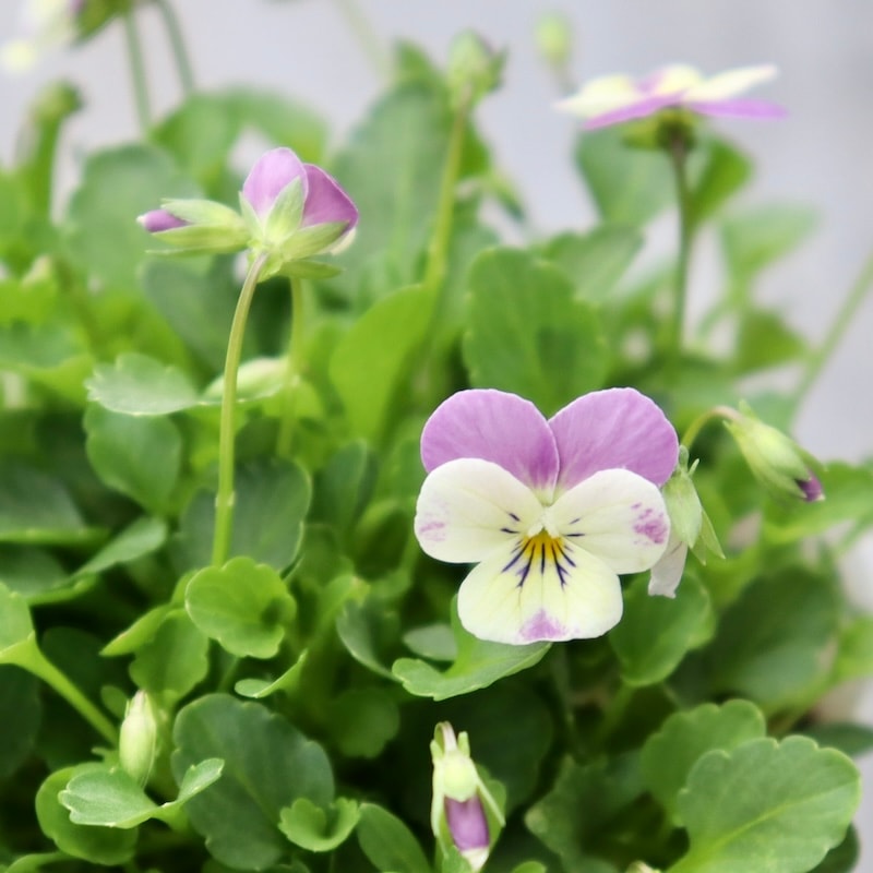 現品1点限り☆2024年NEW☆フラワーハーツさんの小輪ビオラ・ビオレッタ