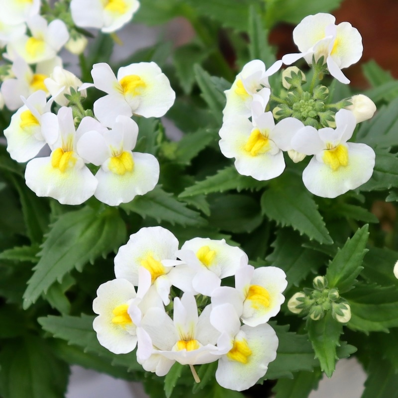 超オススメ☆当店での越冬株♪ネメシア「クリームパイ」(3号ロングポット)