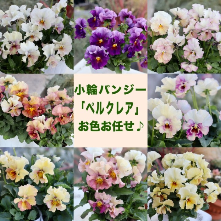 花日和さんのフリル咲き小輪パンジー「ペルクレア」お色お任せ♪＜指定不可＞