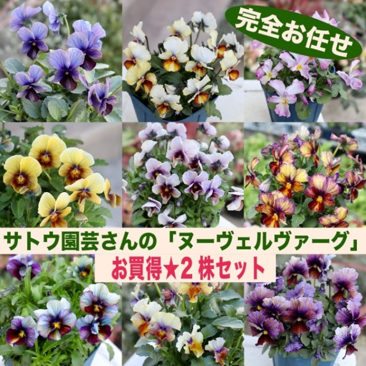 色を選べないからお買得★お任せ2株セット♪サトウ園芸さんのビオラ・ヌーヴェルヴァーグ【色選択不可】