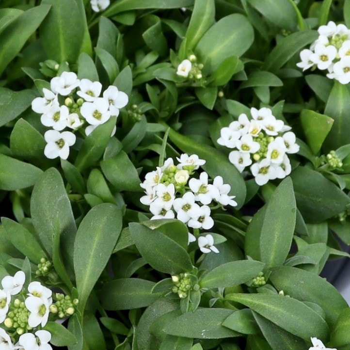 お手頃で綺麗なアリッサム「ホワイト」 2株セット♪