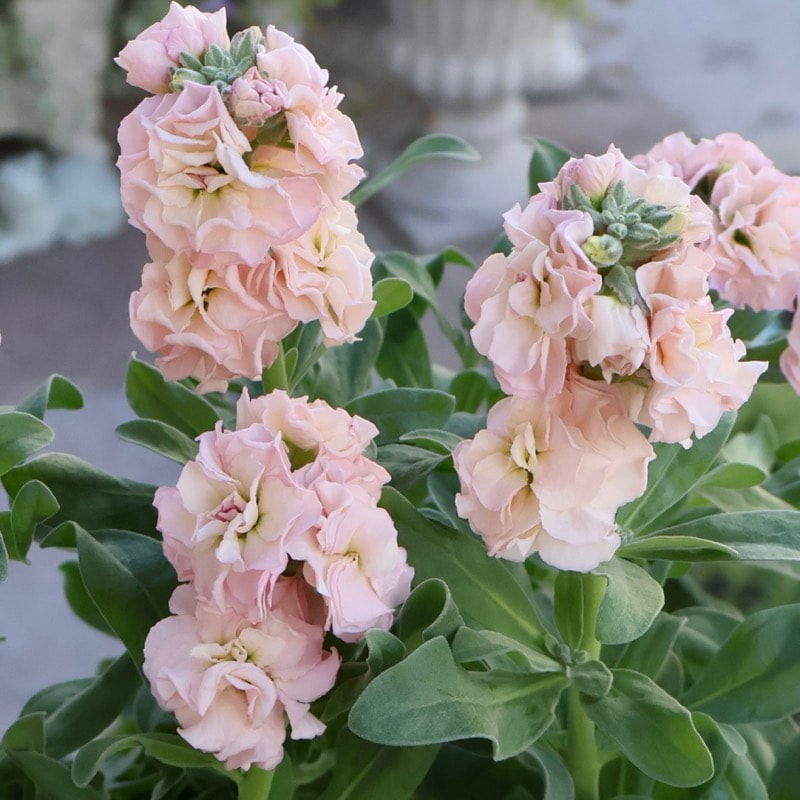 咲き始めの開花株☆八重咲きストック・ベイビー「アプリコット」(3.5号ポット)