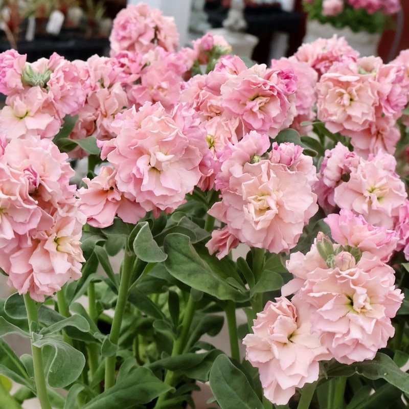 よく分枝した開花株☆八重咲きストック・ベイビー「アプリコット」(3.5号ポット)