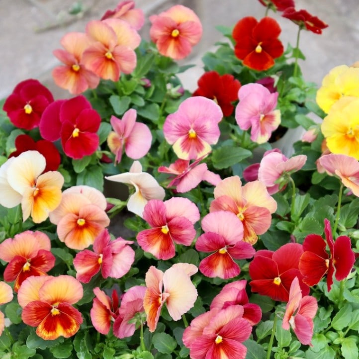 パンジー「キューティーアプリコット」色幅のお色お任せ2株セット♪(3.5号ポット)