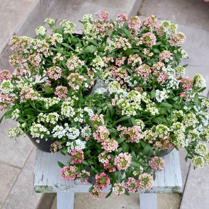 現品限り!!ボリューム満点株☆アリッサム「アプリコットMIX」選抜♪(3.5号ポット)