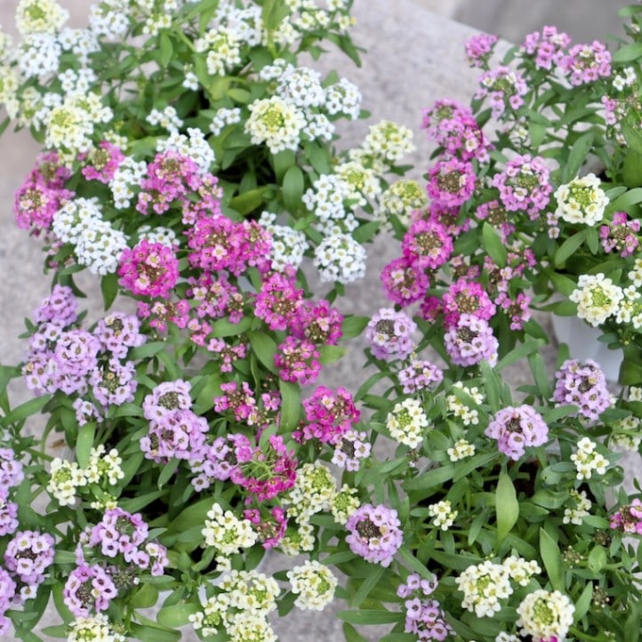 アリッサム・アルール「レモンMIX」 配色はお任せ♪