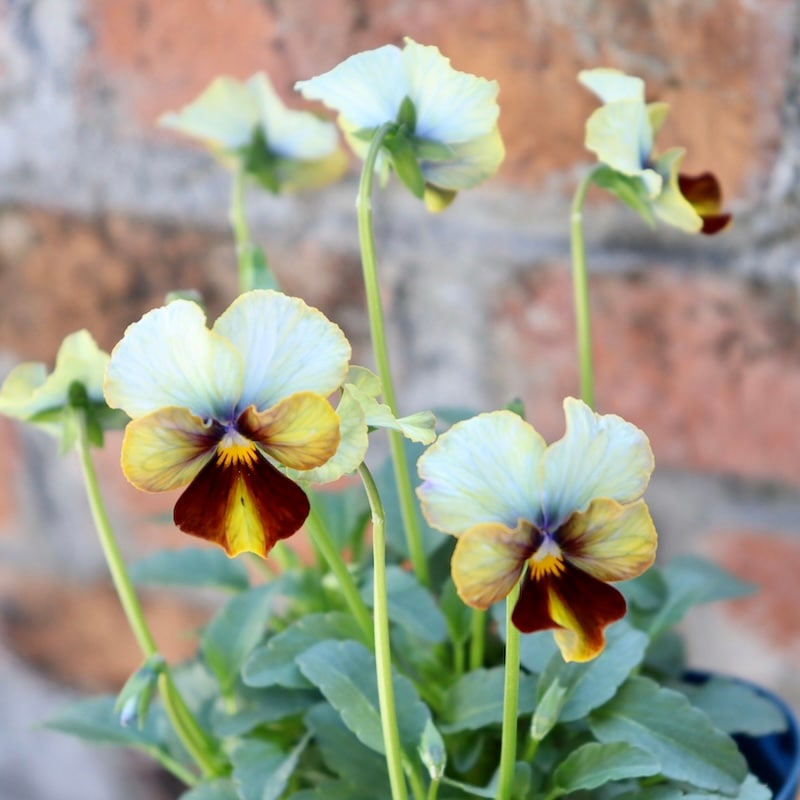 今シーズンのNEW現品1点限り☆サトウ園芸さんのビオラ・ヌーヴェル