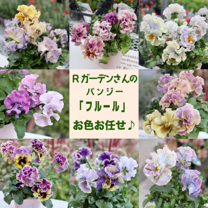 Rガーデンさんのアンティークフリルパンジー「フルール」 お色お任せ