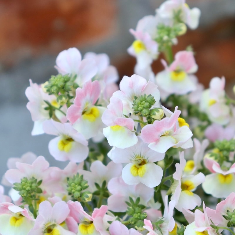 裏メニュー☆ゲブラさんのネメシア・メーテル「試験品種(グッピーの枝変わり)」(3.5号ポット)