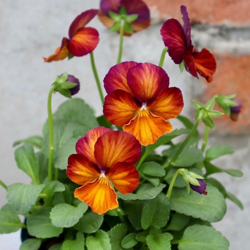 今シーズンのNEW現品1点限り☆サトウ園芸さんのビオラ・ヌーヴェル